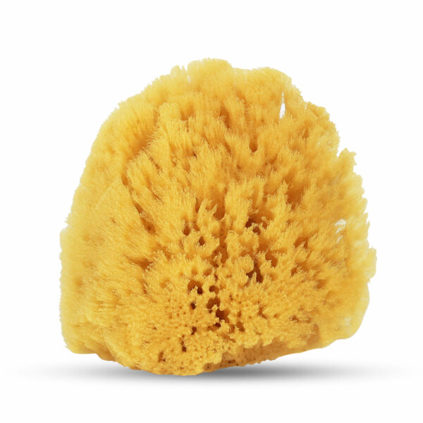 Natural Yellow Sea Sponge - Bulk Product without Packaging